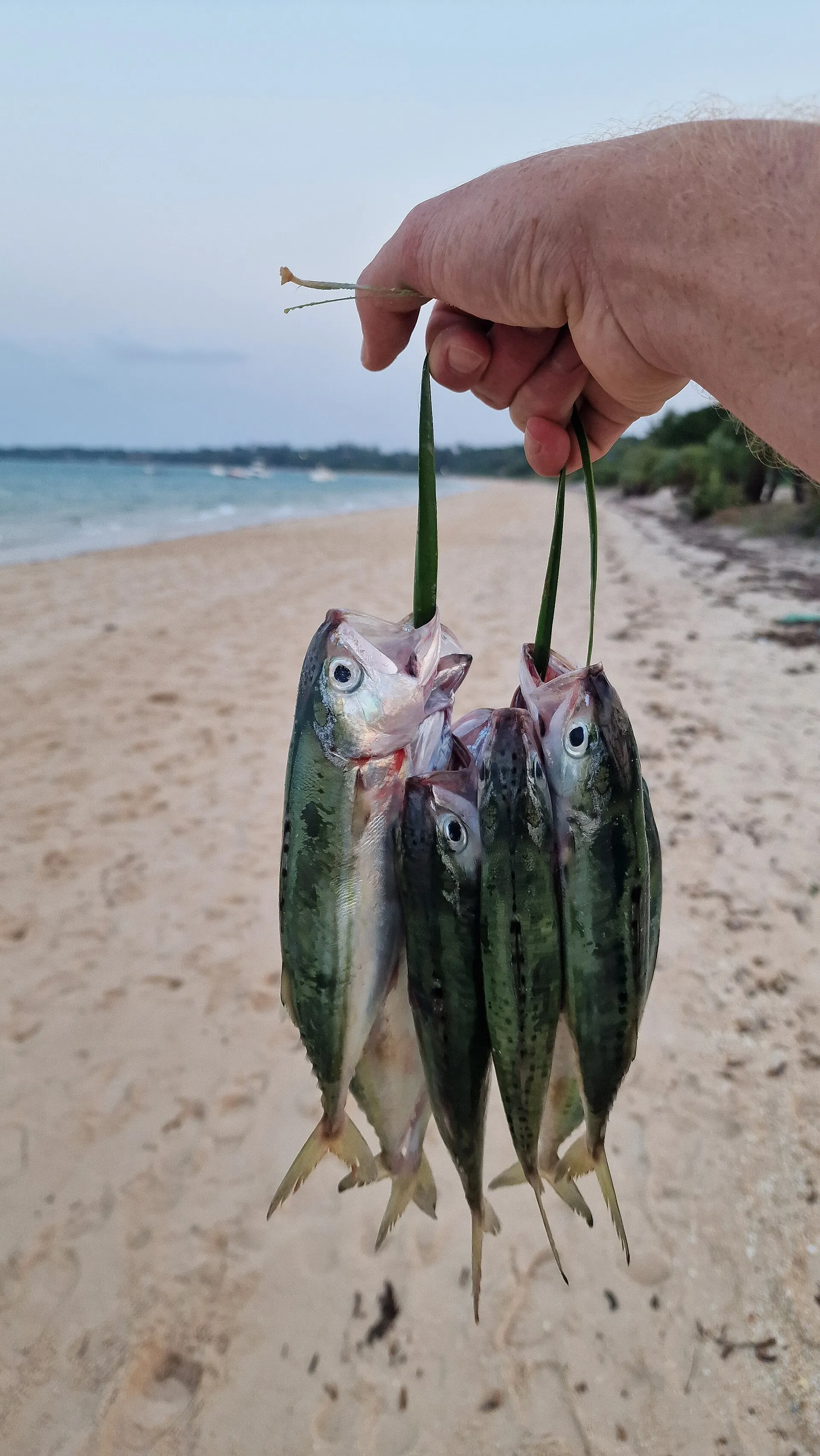 Cavala acabada de pescar na praia