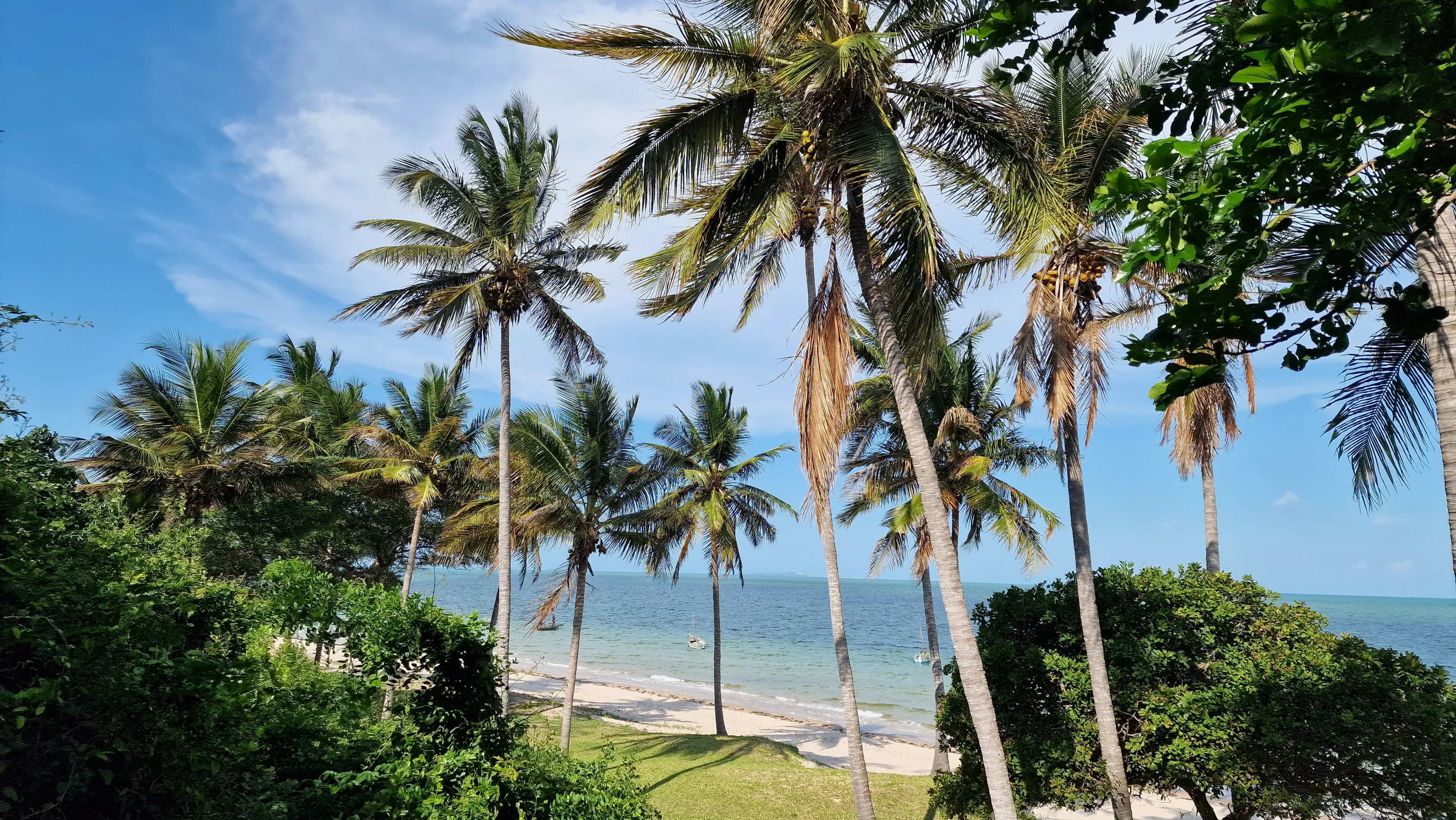 Palmeiras ao longo da costa de Inhambane